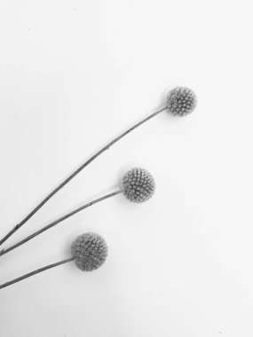 Beyaz arka planda tüylü bronz ponpon çiçekleri. Minimum çiçekli tatil kompozisyonu. Beyaz arka planda kurumuş çiçek dalı. Düz konum, üst görünüm en az nötr arkaplan.