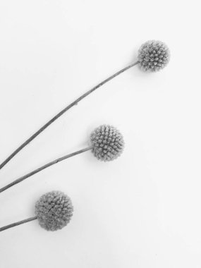 Beyaz arka planda tüylü bronz ponpon çiçekleri. Minimum çiçekli tatil kompozisyonu. Beyaz arka planda kurumuş çiçek dalı. Düz konum, üst görünüm en az nötr arkaplan.