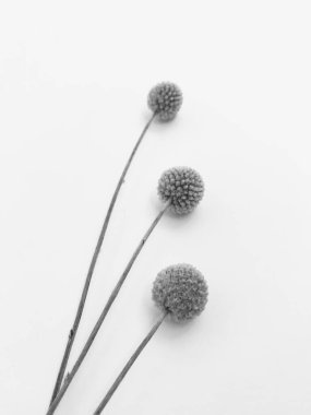 Beyaz arka planda tüylü bronz ponpon çiçekleri. Minimum çiçekli tatil kompozisyonu. Beyaz arka planda kurumuş çiçek dalı. Düz konum, üst görünüm en az nötr arkaplan.