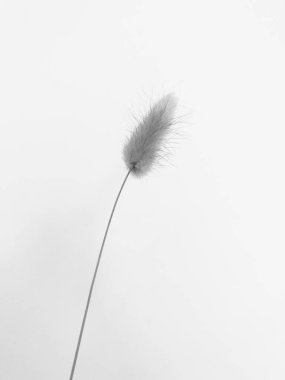 Beyaz arka planda tüylü bronz ponpon çiçekleri. Minimum çiçekli tatil kompozisyonu. Beyaz arka planda kurumuş çiçek dalı. Düz konum, üst görünüm en az nötr arkaplan.