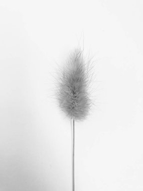 Beyaz arka planda tüylü bronz ponpon çiçekleri. Minimum çiçekli tatil kompozisyonu. Beyaz arka planda kurumuş çiçek dalı. Düz konum, üst görünüm en az nötr arkaplan.