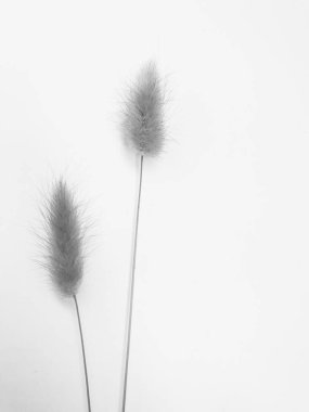 Beyaz arka planda tüylü bronz ponpon çiçekleri. Minimum çiçekli tatil kompozisyonu. Beyaz arka planda kurumuş çiçek dalı. Düz konum, üst görünüm en az nötr arkaplan.