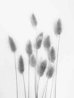 Beyaz arka planda tüylü bronz ponpon çiçekleri. Minimum çiçekli tatil kompozisyonu. Beyaz arka planda kurumuş çiçek dalı. Düz konum, üst görünüm en az nötr arkaplan.