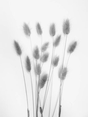 Beyaz arka planda tüylü bronz ponpon çiçekleri. Minimum çiçekli tatil kompozisyonu. Beyaz arka planda kurumuş çiçek dalı. Düz konum, üst görünüm en az nötr arkaplan.