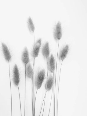 Beyaz arka planda tüylü bronz ponpon çiçekleri. Minimum çiçekli tatil kompozisyonu. Beyaz arka planda kurumuş çiçek dalı. Düz konum, üst görünüm en az nötr arkaplan.