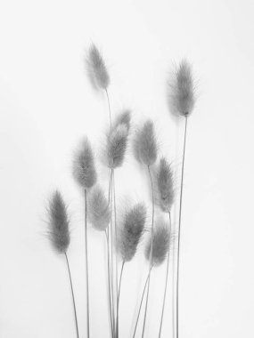 Beyaz arka planda tüylü bronz ponpon çiçekleri. Minimum çiçekli tatil kompozisyonu. Beyaz arka planda kurumuş çiçek dalı. Düz konum, üst görünüm en az nötr arkaplan.