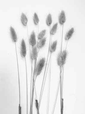 Beyaz arka planda tüylü bronz ponpon çiçekleri. Minimum çiçekli tatil kompozisyonu. Beyaz arka planda kurumuş çiçek dalı. Düz konum, üst görünüm en az nötr arkaplan.