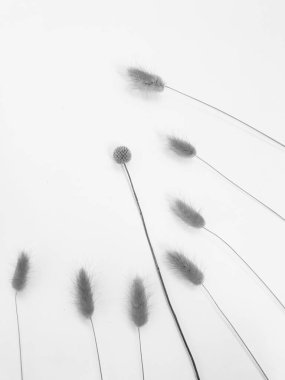 Beyaz arka planda tüylü bronz ponpon çiçekleri. Minimum çiçekli tatil kompozisyonu. Beyaz arka planda kurumuş çiçek dalı. Düz konum, üst görünüm en az nötr arkaplan.