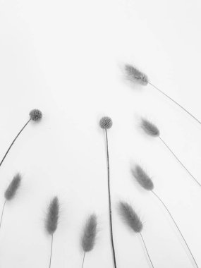 Beyaz arka planda tüylü bronz ponpon çiçekleri. Minimum çiçekli tatil kompozisyonu. Beyaz arka planda kurumuş çiçek dalı. Düz konum, üst görünüm en az nötr arkaplan.