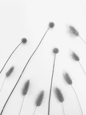 Beyaz arka planda tüylü bronz ponpon çiçekleri. Minimum çiçekli tatil kompozisyonu. Beyaz arka planda kurumuş çiçek dalı. Düz konum, üst görünüm en az nötr arkaplan.