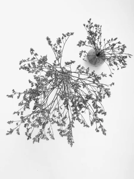 Beyaz arka planda tüylü bronz ponpon çiçekleri. Minimum çiçekli tatil kompozisyonu. Beyaz arka planda kurumuş çiçek dalı. Düz konum, üst görünüm en az nötr arkaplan.