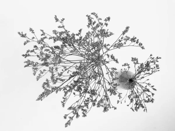 Beyaz arka planda tüylü bronz ponpon çiçekleri. Minimum çiçekli tatil kompozisyonu. Beyaz arka planda kurumuş çiçek dalı. Düz konum, üst görünüm en az nötr arkaplan.