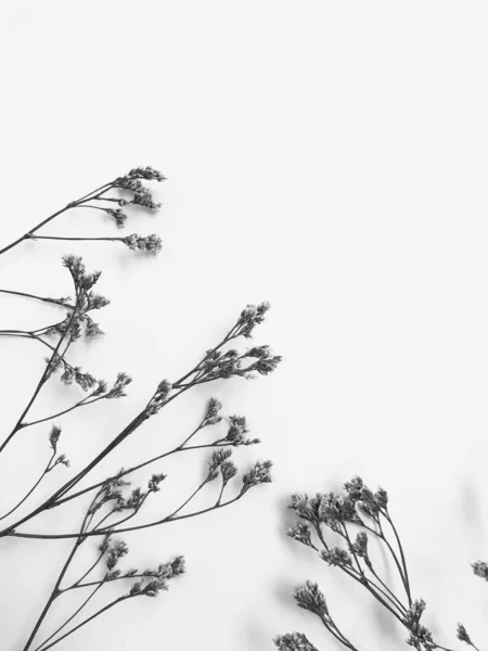 Fluffy tan pom pom plants bouquet on white background. Minimal floral holiday composition. Dry floral branch on white background. Flat lay, top view minimal neutral flower background.