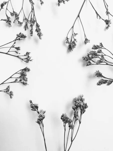 Puszysta Opalenizna Pom Rośliny Bukiet Białym Tle Minimalny Kompozycja Kwiatowa — Zdjęcie stockowe