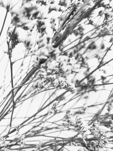 白い背景にふわふわの日焼けのポンポンの植物花束 最小限の花の休日組成 白い背景にドライフラワーの枝 フラットレイアウト トップビュー最小限の中性花の背景 — ストック写真