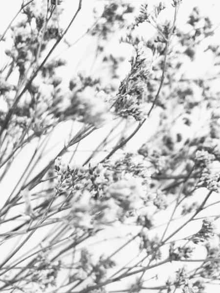 白い背景にふわふわの日焼けのポンポンの植物花束 最小限の花の休日組成 白い背景にドライフラワーの枝 フラットレイアウト トップビュー最小限の中性花の背景 — ストック写真