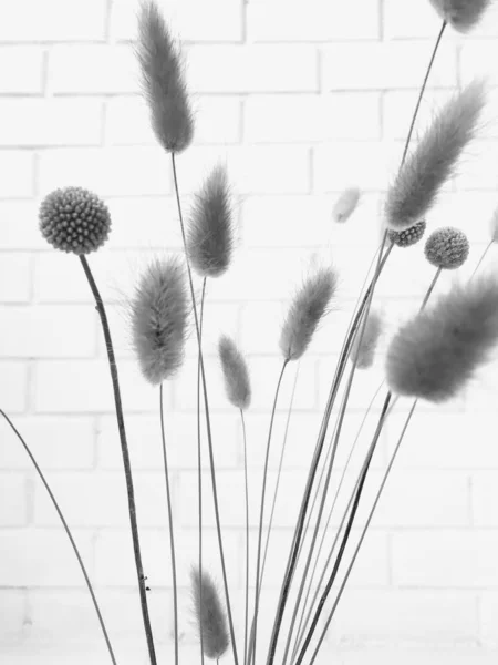 Fluffy tan pom pom plants bouquet on white background. Minimal floral holiday composition. Dry floral branch on white background. Flat lay, top view minimal neutral flower background.