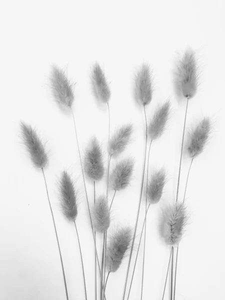 Fluffy Tan Pom Pom Plants Bouquet White Background Minimal Floral — Stock Photo, Image