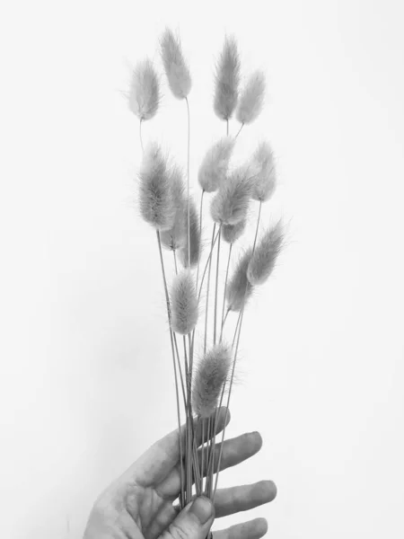 Flauschig Braun Pom Pom Pflanzen Bouquet Auf Weißem Hintergrund Minimale — Stockfoto