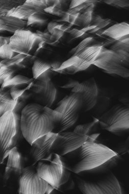 Arkaplan ve doku, soyut ve desen. Uzun pozlu siyah beyaz kompozit resim.