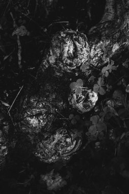 Kökleri sarkan devasa bir ağaç, doğal arka planlar, sihirli orman ve ağaçlar, kökler ve dallar.