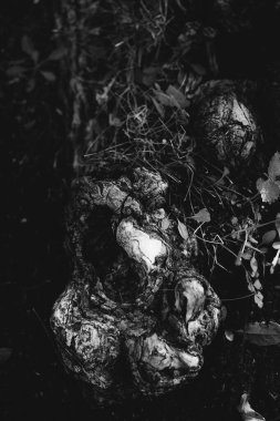 Kökleri sarkan devasa bir ağaç, doğal arka planlar, sihirli orman ve ağaçlar, kökler ve dallar.