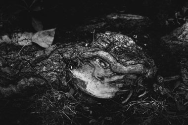 Kökleri sarkan devasa bir ağaç, doğal arka planlar, sihirli orman ve ağaçlar, kökler ve dallar.