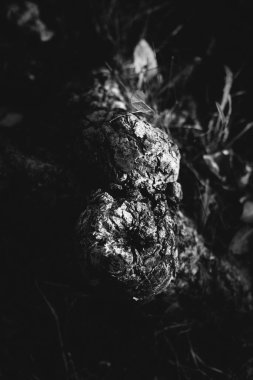 Kökleri sarkan devasa bir ağaç, doğal arka planlar, sihirli orman ve ağaçlar, kökler ve dallar.