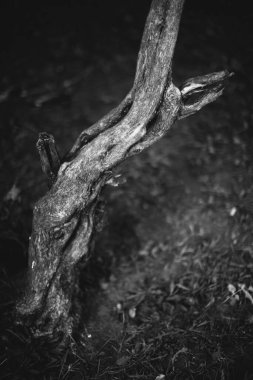 Kökleri sarkan devasa bir ağaç, doğal arka planlar, sihirli orman ve ağaçlar, kökler ve dallar.