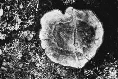 Kökleri sarkan devasa bir ağaç, doğal arka planlar, sihirli orman ve ağaçlar, kökler ve dallar.