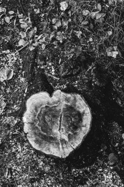Kökleri sarkan devasa bir ağaç, doğal arka planlar, sihirli orman ve ağaçlar, kökler ve dallar.