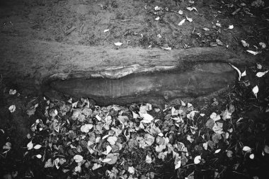 Kökleri sarkan devasa bir ağaç, doğal arka planlar, sihirli orman ve ağaçlar, kökler ve dallar.