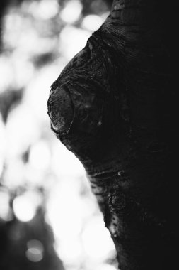 Kökleri sarkan devasa bir ağaç, doğal arka planlar, sihirli orman ve ağaçlar, kökler ve dallar.