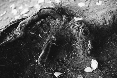 Kökleri sarkan devasa bir ağaç, doğal arka planlar, sihirli orman ve ağaçlar, kökler ve dallar.