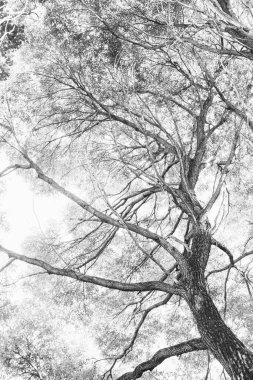 Çevre, Avrupa Parkı, vahşi ağaçların siyah beyaz manzarası