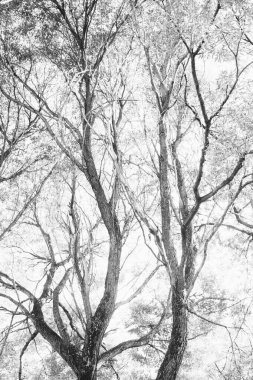 Çevre, Avrupa Parkı, vahşi ağaçların siyah beyaz manzarası