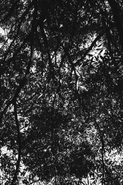 Çevre, Avrupa Parkı, vahşi ağaçların siyah beyaz manzarası