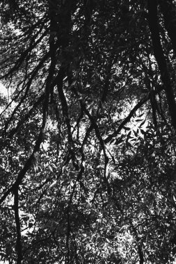 Çevre, Avrupa Parkı, vahşi ağaçların siyah beyaz manzarası