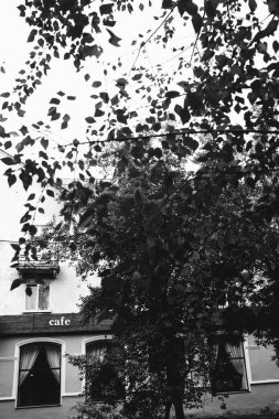 Çevre, Avrupa Parkı, vahşi ağaçların siyah beyaz manzarası