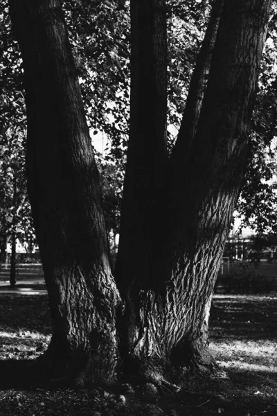 Árvore Imensa Com Raízes Penduradas Fundos Naturais Floresta Mágica Árvores — Fotografia de Stock