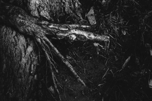 Obrovský Strom Kořeny Visí Ven Přírodní Zázemí Magický Les Stromy — Stock fotografie