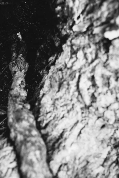 Arbre Énorme Avec Des Racines Suspendues Milieux Naturels Forêt Magique — Photo