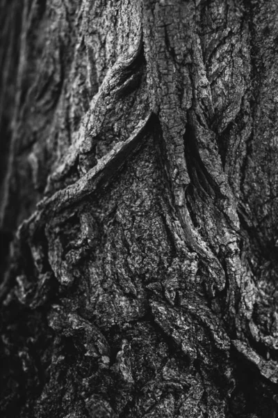 Enormt Tre Med Røtter Hengende Naturlig Bakgrunn Magisk Skog Trær – stockfoto