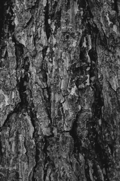 Kökleri Sarkan Devasa Bir Ağaç Doğal Arka Planlar Sihirli Orman — Stok fotoğraf
