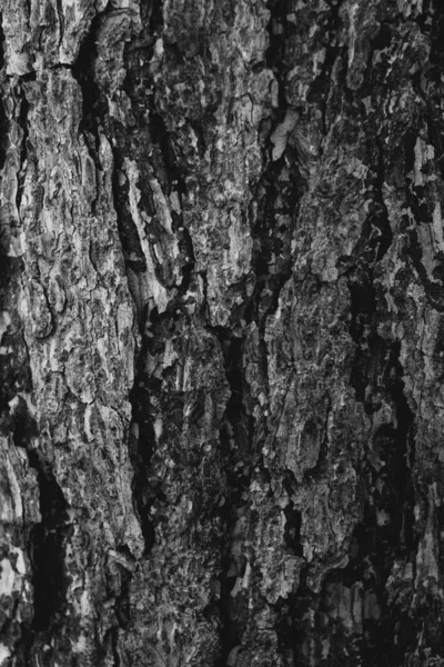 Enorme Boom Met Wortels Natuurlijke Achtergronden Magisch Bos Bomen Wortels — Stockfoto