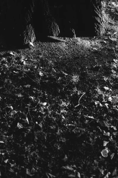 Árvore Imensa Com Raízes Penduradas Fundos Naturais Floresta Mágica Árvores — Fotografia de Stock