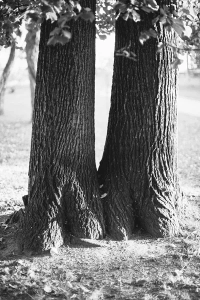 Enormt Träd Med Hängande Rötter Naturlig Bakgrund Magisk Skog Och — Stockfoto