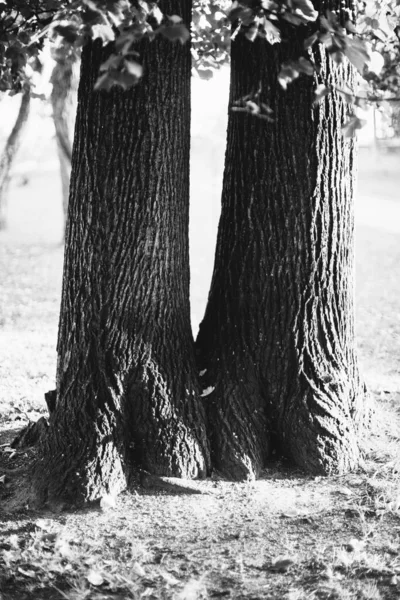 根がぶら下がっている巨大な木 自然の背景 魔法の森と木 根と枝 — ストック写真