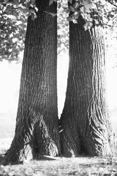 Árvore Imensa Com Raízes Penduradas Fundos Naturais Floresta Mágica Árvores — Fotografia de Stock