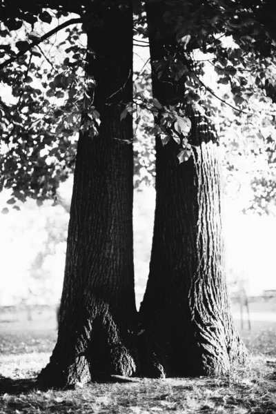 Enorme Árbol Con Raíces Colgando Fondos Naturales Bosque Mágico Árboles — Foto de Stock